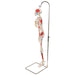Half Size Human Skeleton Model with Painted Muscles 1000045 | Sim & Skills