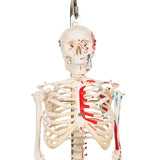 Half Size Human Skeleton Model with Painted Muscles 1000045 | Sim & Skills