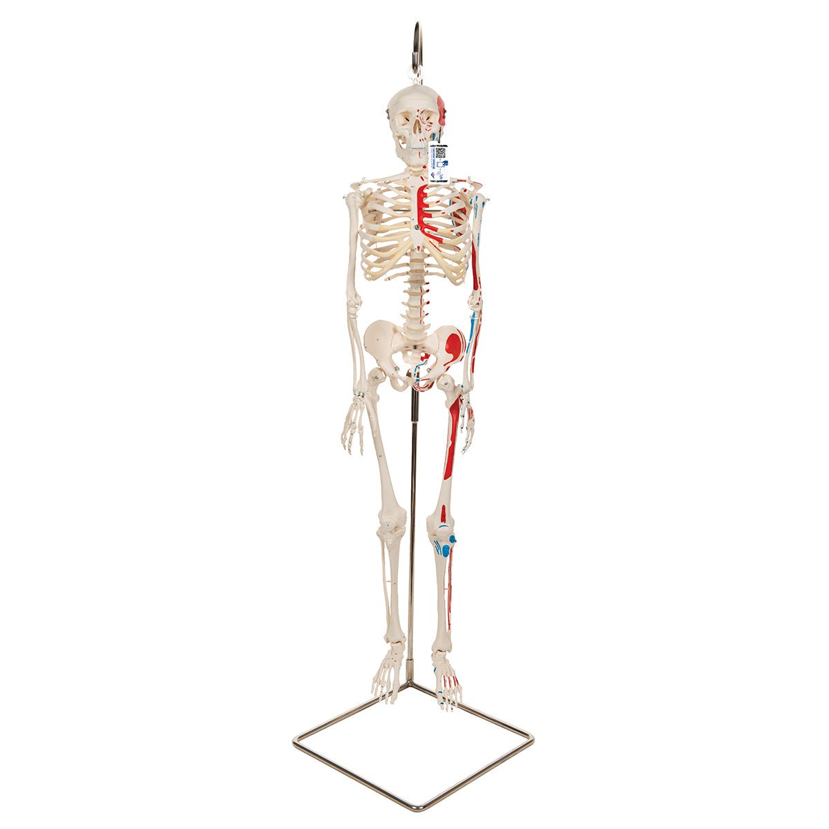 Half Size Human Skeleton Model with Painted Muscles 1000045 | Sim & Skills