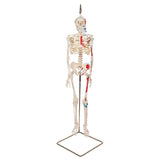 Half Size Human Skeleton Model with Painted Muscles 1000045 | Sim & Skills