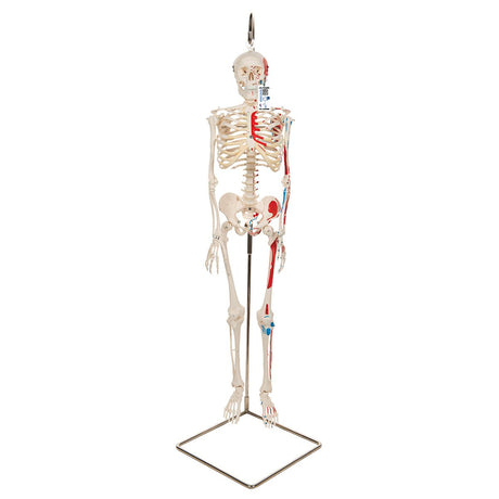 Half Size Human Skeleton Model with Painted Muscles 1000045 | Sim & Skills