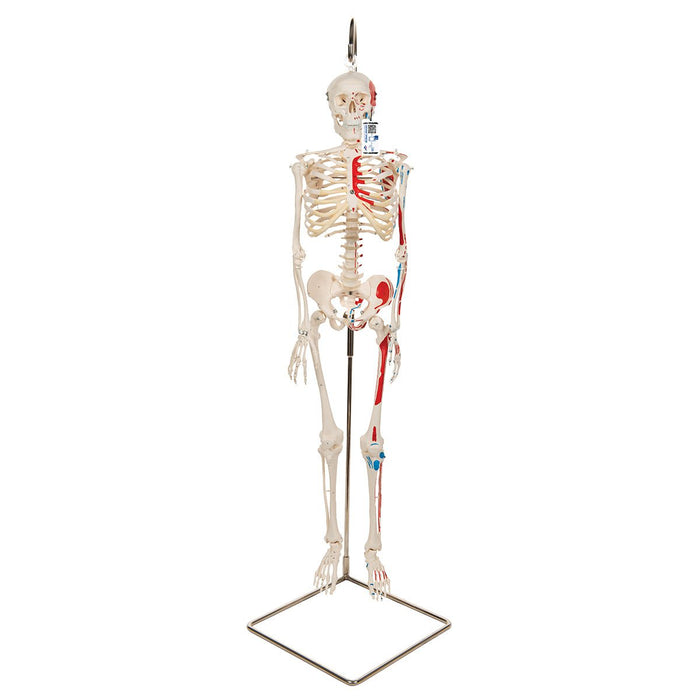 Human Skeleton Model - Stan - Sim & Skills