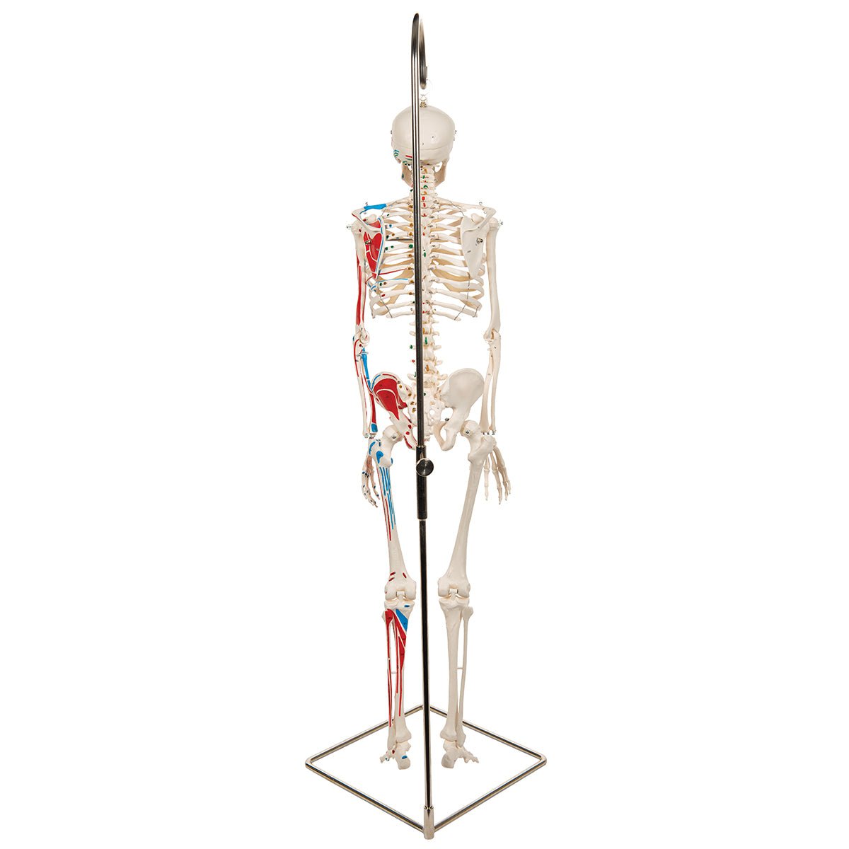 Half Size Human Skeleton Model with Painted Muscles 1000045 | Sim & Skills