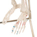 Half Size Human Skeleton Model with Painted Muscles 1000045 | Sim & Skills