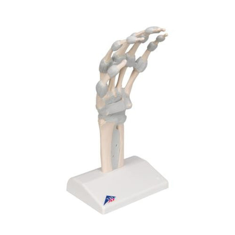 Hand Skeleton Model with Elastic Ligaments 1013683 | Sim & Skills