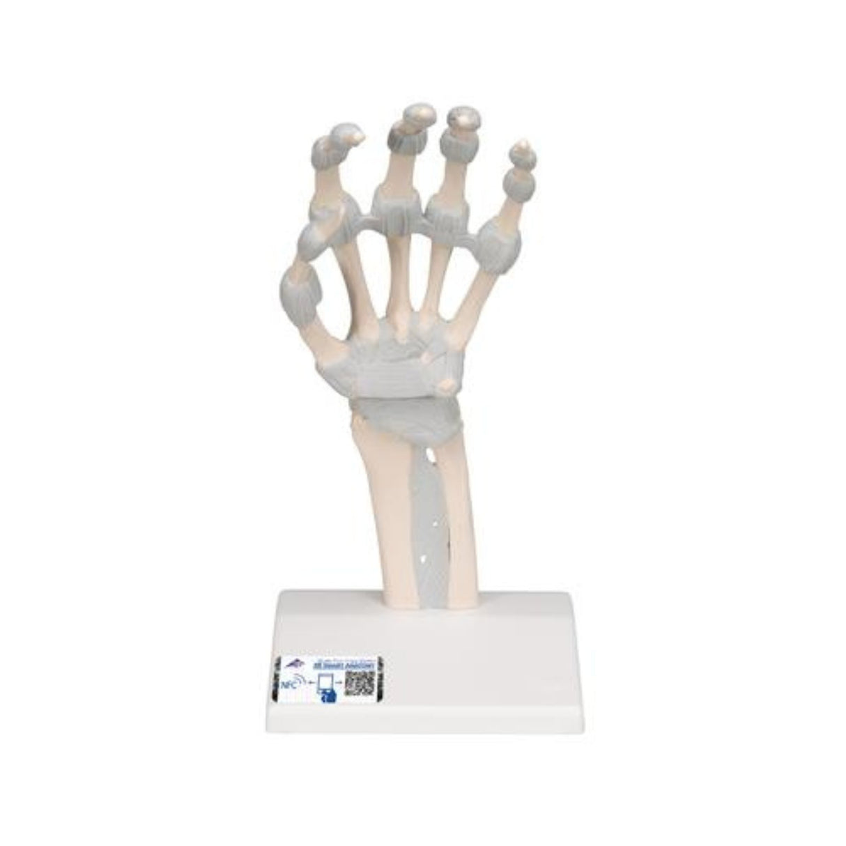 Hand Skeleton Model with Elastic Ligaments 1013683 | Sim & Skills