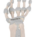 Hand Skeleton Model with Elastic Ligaments 1013683 | Sim & Skills