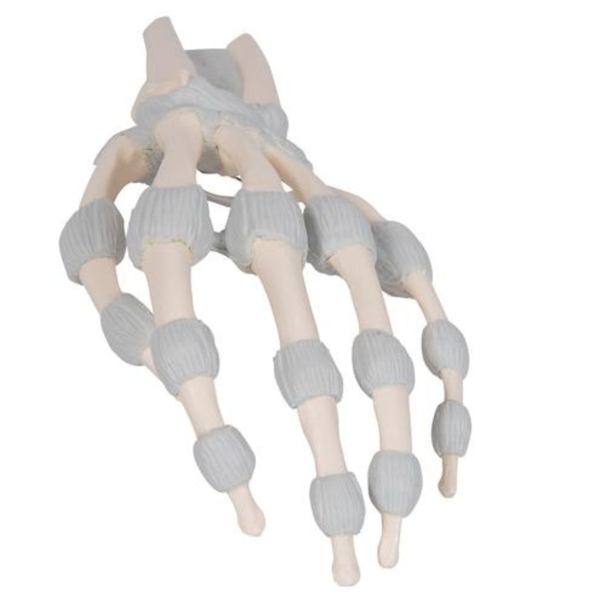 Hand Skeleton Model with Elastic Ligaments 1013683 | Sim & Skills