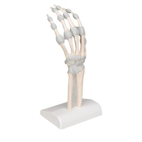 Hand Skeleton Model with Elastic Ligaments 1013683 | Sim & Skills