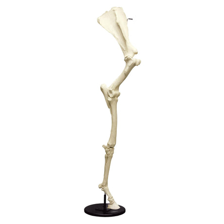 Horse Front Leg with Scapula - Articulated EZ-VET4370 | Sim & Skills