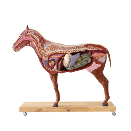 Horse model 16 part 1/3 life size EZ-VET3330 | Sim & Skills