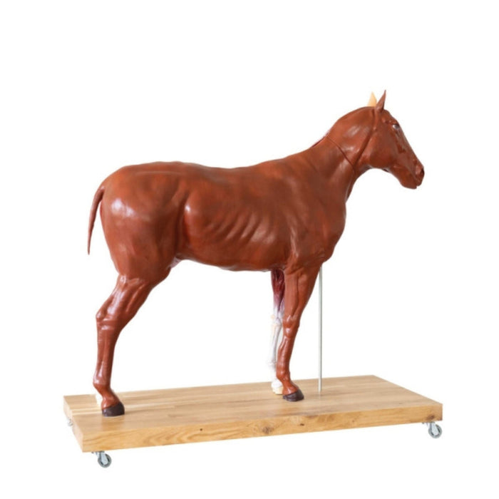 Horse model 16 part 1/3 life size EZ-VET3330 | Sim & Skills