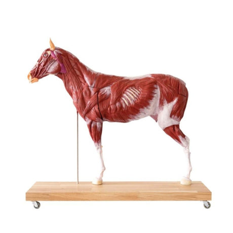 Horse model 16 part 1/3 life size EZ-VET3330 | Sim & Skills