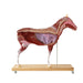 Horse model 16 part 1/3 life size EZ-VET3330 | Sim & Skills