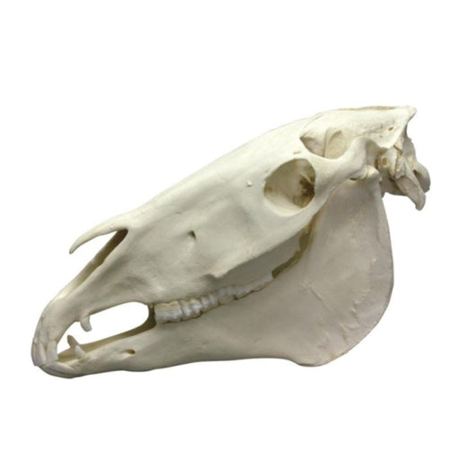 Horse Skull EZ-VET4350 | Sim & Skills