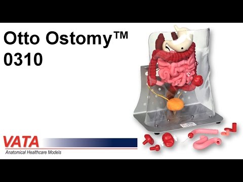 Otto Ostomy Anatomical Model