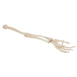 Human Arm Skeleton Model, Wire Mounted