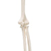 Human Arm Skeleton Model, Wire Mounted 1019371 | Sim & Skills