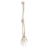 Human Arm Skeleton Model, Wire Mounted 1019371 | Sim & Skills