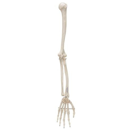 Human Arm Skeleton Model, Wire Mounted 1019371 | Sim & Skills