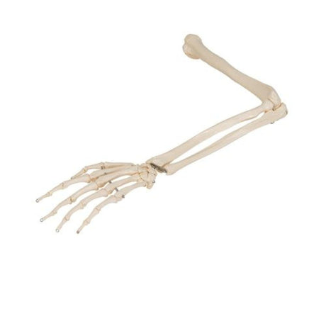 Human Arm Skeleton Model, Wire Mounted 1019371 | Sim & Skills