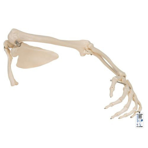 Human Arm Skeleton Model with Scapula & Clavicle 1019377 | Sim & Skills