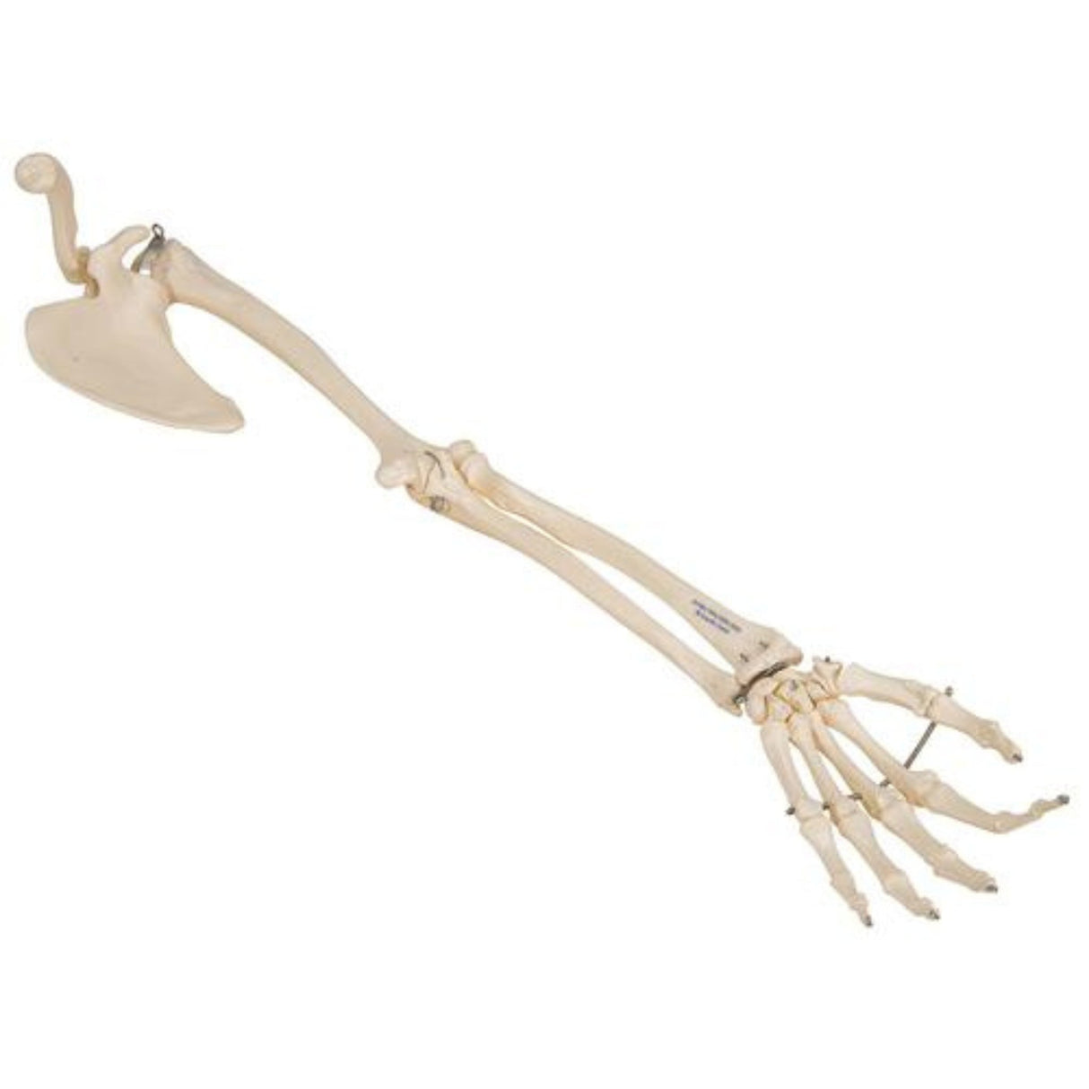 Human Arm Skeleton Model with Scapula & Clavicle 1019377 | Sim & Skills