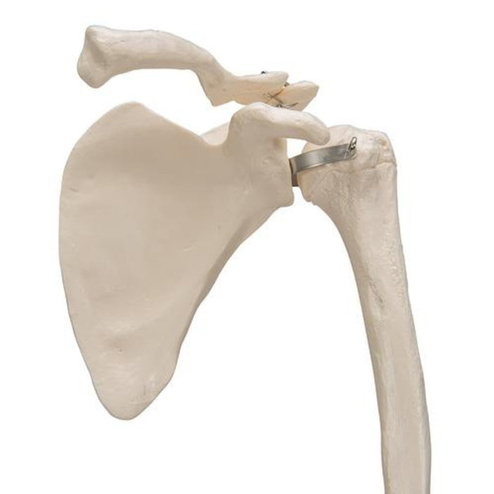 Human Arm Skeleton Model with Scapula & Clavicle 1019377 | Sim & Skills