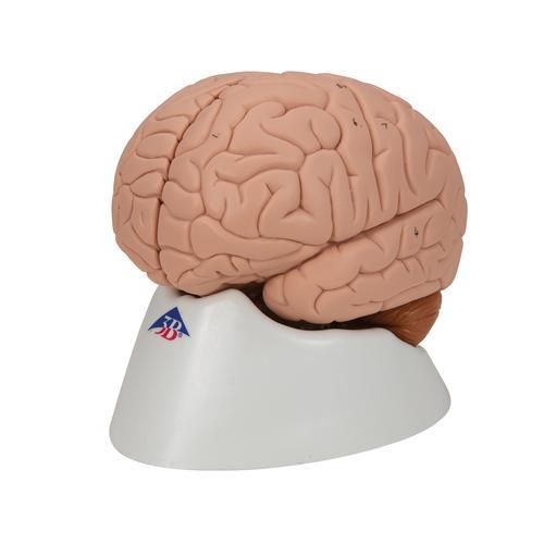 Human Brain Model, 2 part - 3B Smart Anatomy 1000222 | Sim & Skills