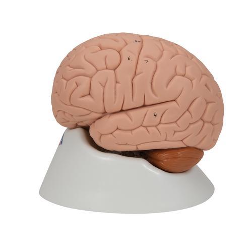 Human Brain Model, 2 part - 3B Smart Anatomy 1000222 | Sim & Skills