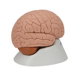 Human Brain Model, 2 part - 3B Smart Anatomy 1000222 | Sim & Skills