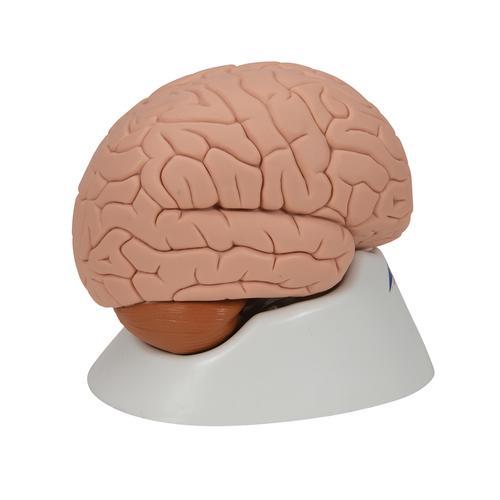 Human Brain Model, 2 part - 3B Smart Anatomy 1000222 | Sim & Skills