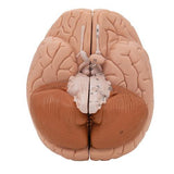 Human Brain Model, 2 part - 3B Smart Anatomy 1000222 | Sim & Skills