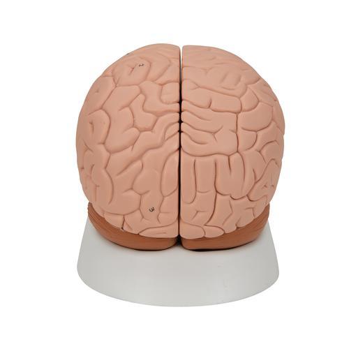 Human Brain Model, 2 part - 3B Smart Anatomy 1000222 | Sim & Skills