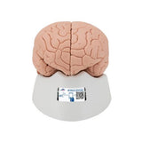 Human Brain Model, 2 part - 3B Smart Anatomy 1000222 | Sim & Skills