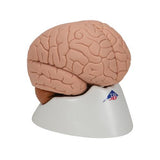 Human Brain Model, 2 part - 3B Smart Anatomy 1000222 | Sim & Skills