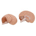 Human Brain Model, 2 part - 3B Smart Anatomy 1000222 | Sim & Skills
