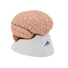 Human Brain Model, 4 part - 3B Smart Anatomy 1000224 | Sim & Skills