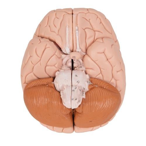 Human Brain Model, 4 part - 3B Smart Anatomy 1000224 | Sim & Skills