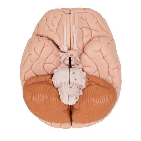 Human Brain Model, 4 part - 3B Smart Anatomy 1000224 | Sim & Skills