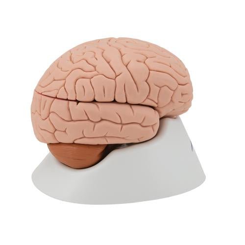 Human Brain Model, 4 part - 3B Smart Anatomy 1000224 | Sim & Skills