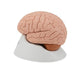 Human Brain Model, 4 part - 3B Smart Anatomy 1000224 | Sim & Skills