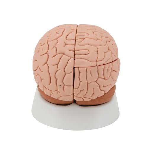 Human Brain Model, 4 part - 3B Smart Anatomy 1000224 | Sim & Skills