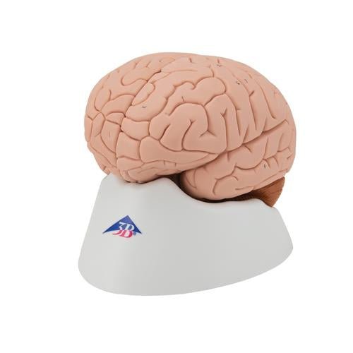 Human Brain Model, 4 part - 3B Smart Anatomy 1000224 | Sim & Skills