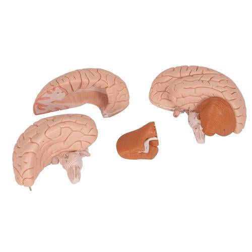 Human Brain Model, 4 part - 3B Smart Anatomy 1000224 | Sim & Skills