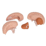 Human Brain Model, 4 part - 3B Smart Anatomy 1000224 | Sim & Skills