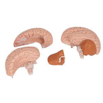 Human Brain Model, 4 Part - 3B Smart Anatomy - Sim & Skills