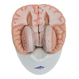 Human Brain Model, 8 part - 3B Smart Anatomy 1000225 | Sim & Skills