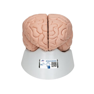 Human Brain Model, 8 part