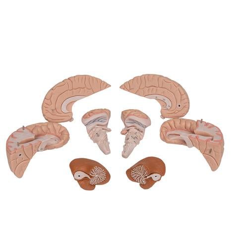 Human Brain Model, 8 part - 3B Smart Anatomy 1000225 | Sim & Skills